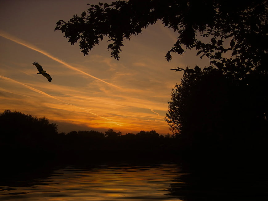 Silhouette of Bird Flying Over River at Sunset