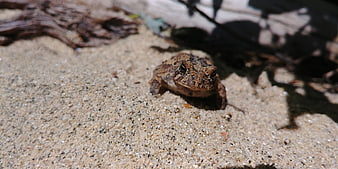 Small brown toad sitting on sandy beach in sunlight