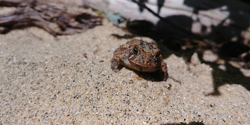 Small brown toad sitting on sandy beach in sunlight