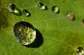 Macro water droplets on green leaf surface
