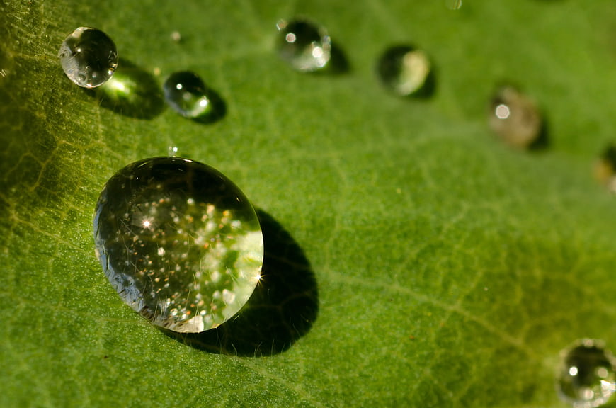 Macro water droplets on green leaf surface