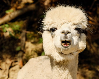 Close-up portrait of a cute white alpaca with mouth open