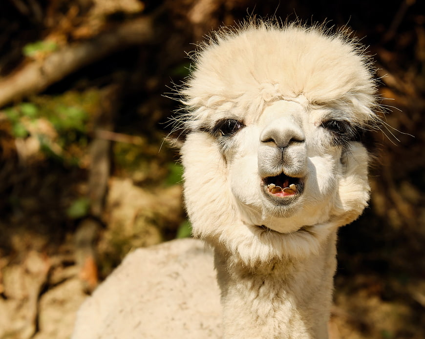 Close-up portrait of a cute white alpaca with mouth open