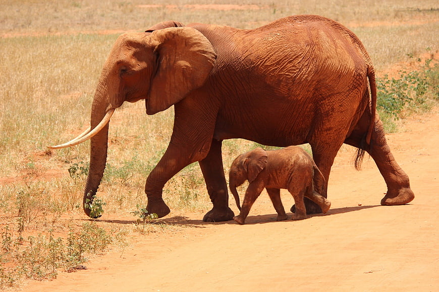Mother Elephant and Calf Walking on Red Dust Road