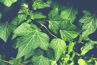 Close-up of vibrant green ivy leaves with detailed veins