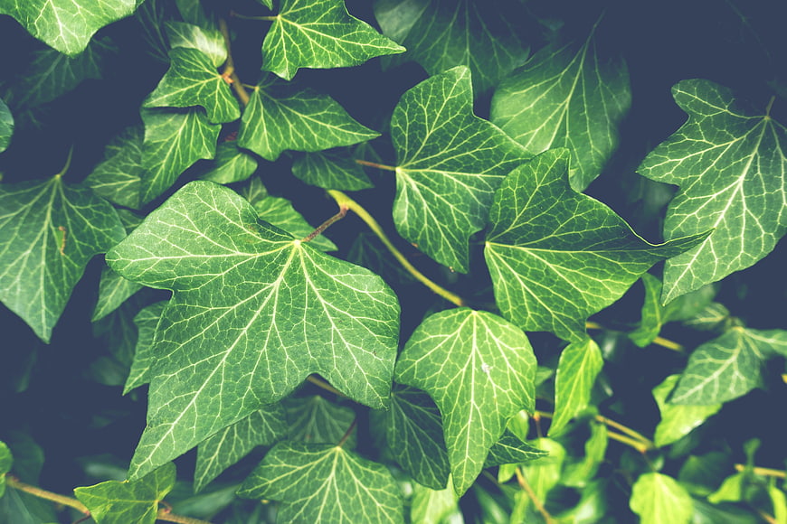 Close-up of vibrant green ivy leaves with detailed veins
