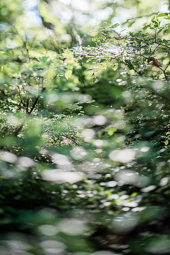 Sunlit Forest Foliage with Soft Bokeh Background
