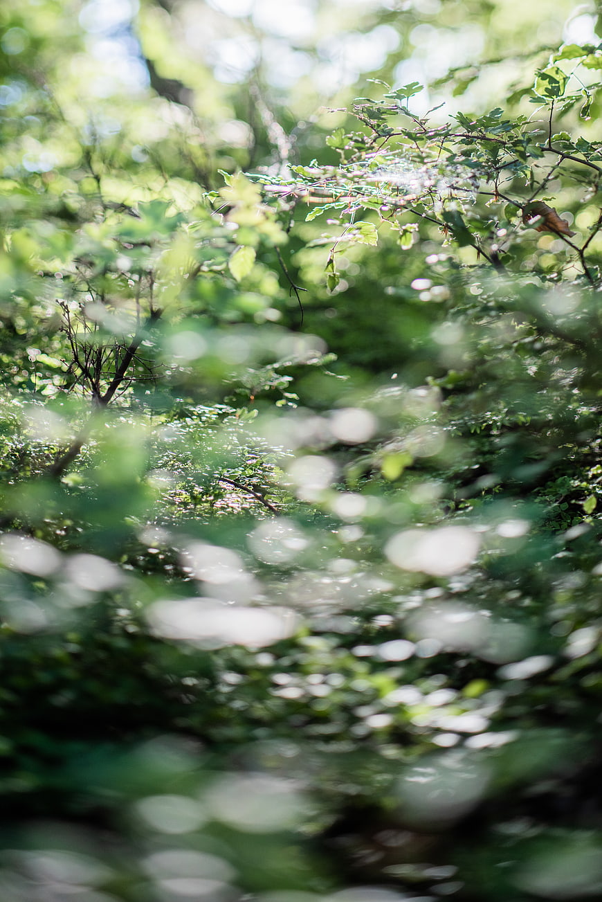 Sunlit Forest Foliage with Soft Bokeh Background