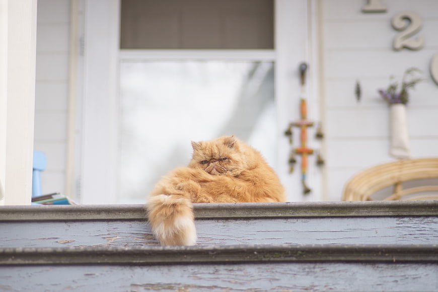 Fluffy orange Persian cat sitting on weathered wooden porch steps