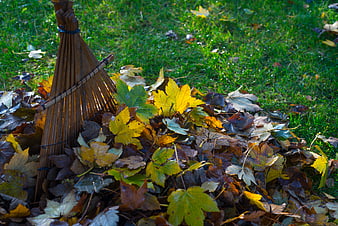 Wooden rake in pile of autumn leaves on green grass