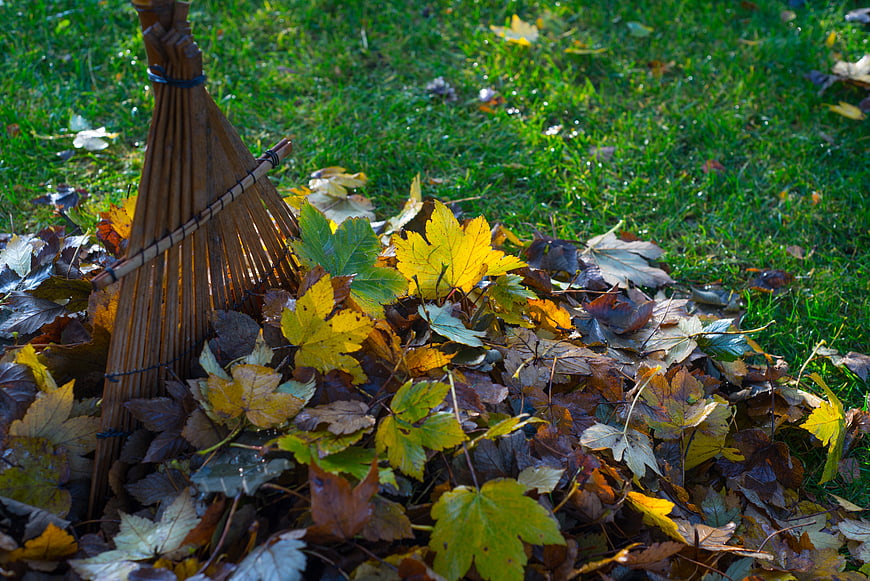 Wooden rake in pile of autumn leaves on green grass