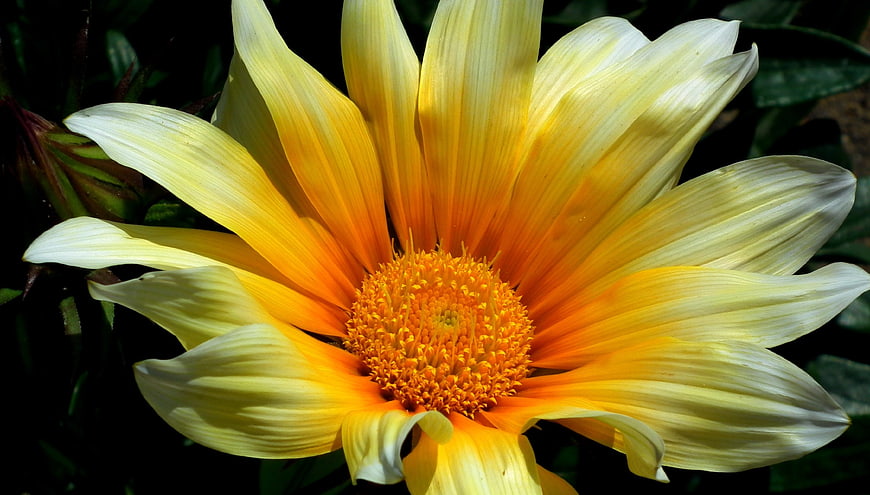 Close-up of a vibrant yellow and orange gazania flower
