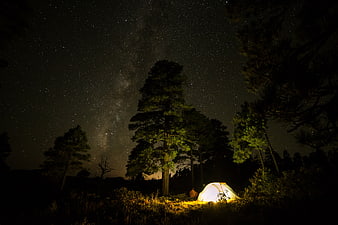 Glowing Tent Under Milky Way in Pine Forest at Night