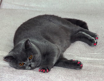 Grey British Shorthair Cat with Pink Nail Polish