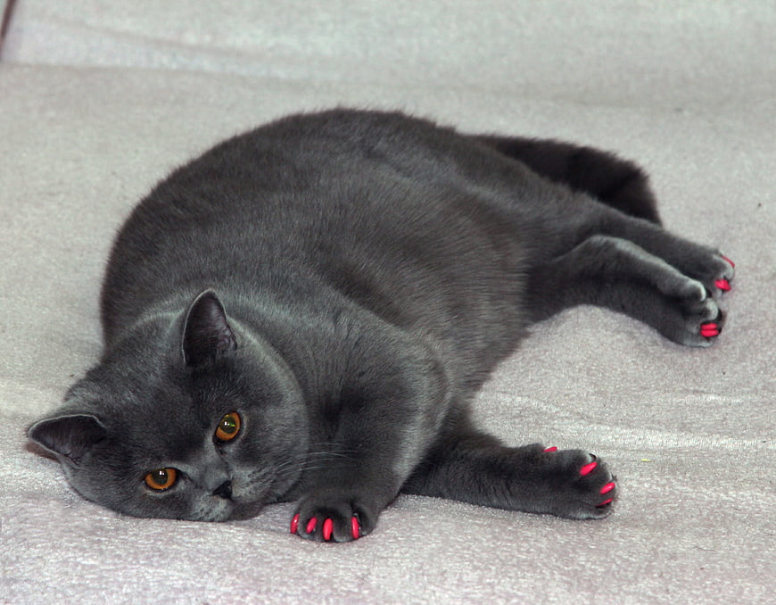 Grey British Shorthair Cat with Pink Nail Polish
