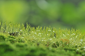 Macro shot of green moss with water droplets