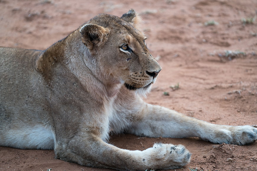 Young Lioness Resting on Red Sandy Ground