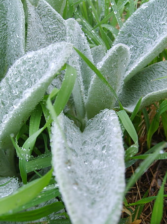 Close-up of Frosty Green Leaves with Morning Dew Drops
