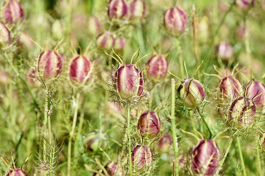 Close-up of purple Nigella damascena seed pods in a field