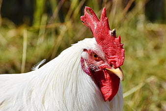 Close-up of a white rooster with red comb in nature