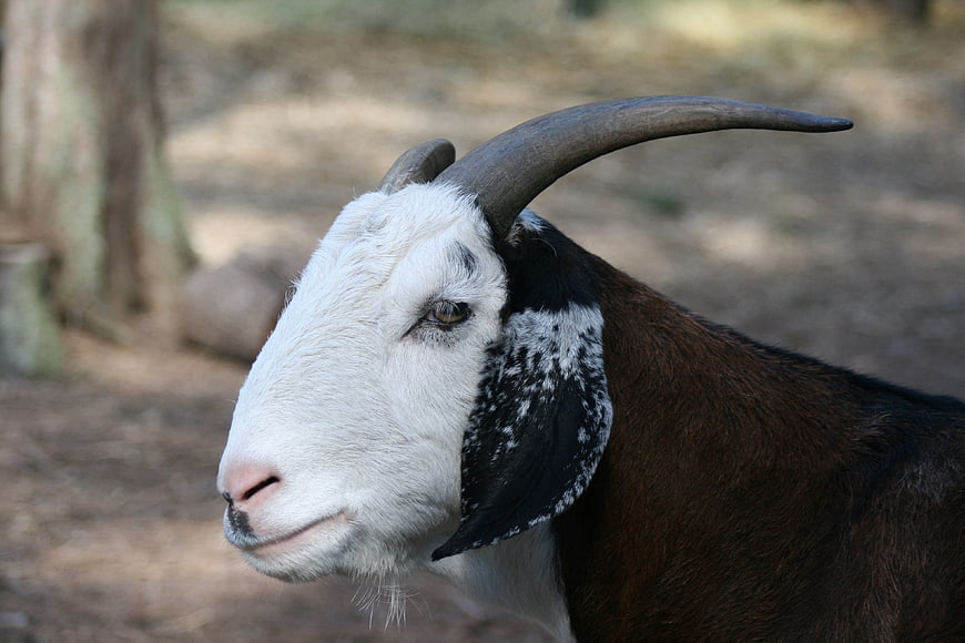 Close-up portrait of a brown and white goat with curved horns