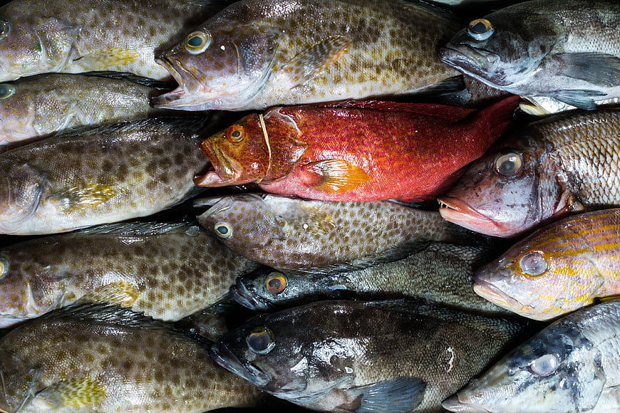 Fresh Seafood Assortment with Red Snapper and Grouper