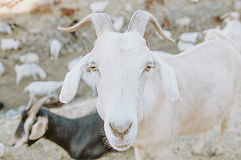 Close-up portrait of a white goat looking at camera