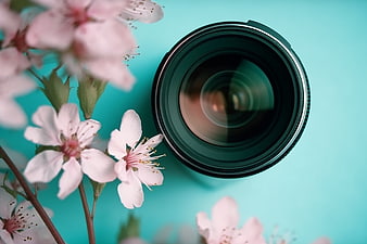 Camera lens and pink cherry blossoms on teal background