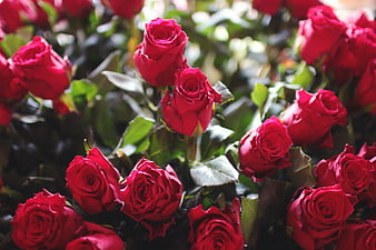 Vibrant Red Roses in Full Bloom Close-Up