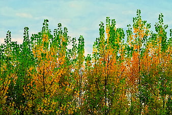 Aspen trees with green and yellow leaves against blue sky