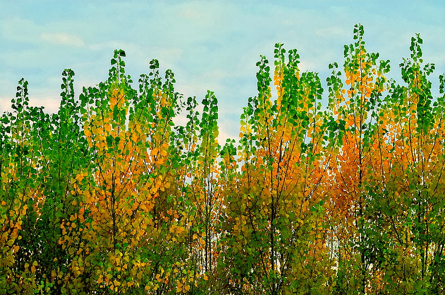 Aspen trees with green and yellow leaves against blue sky