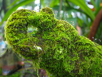 Close-up of vibrant green moss on a curved branch with water droplets