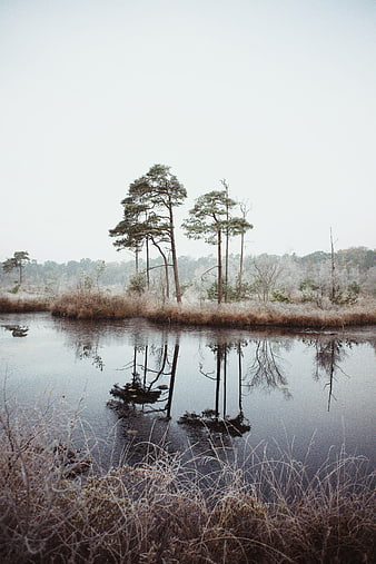 Frosty Pine Trees Reflected in Calm Winter Lake