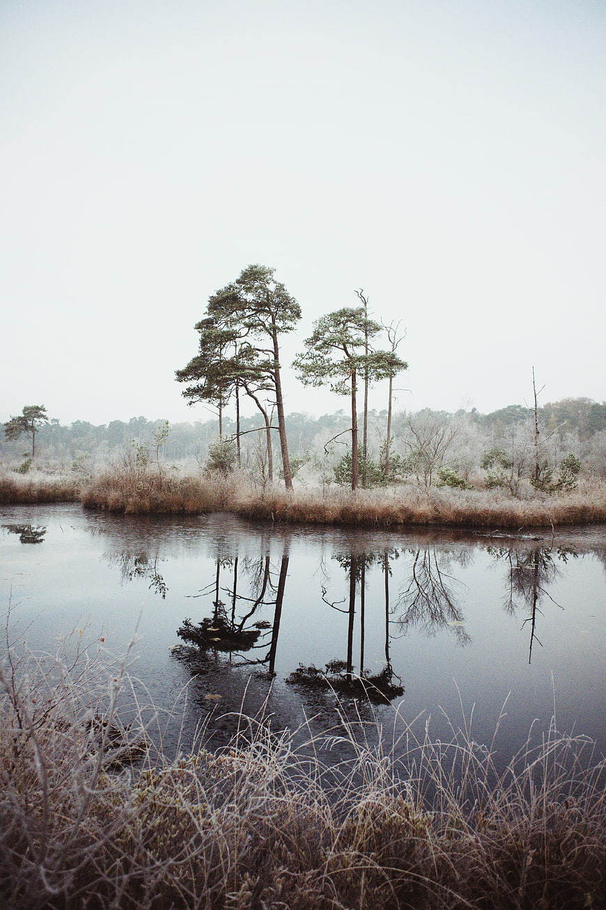 Frosty Pine Trees Reflected in Calm Winter Lake
