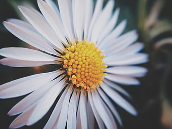 Close-up of a white daisy with yellow center
