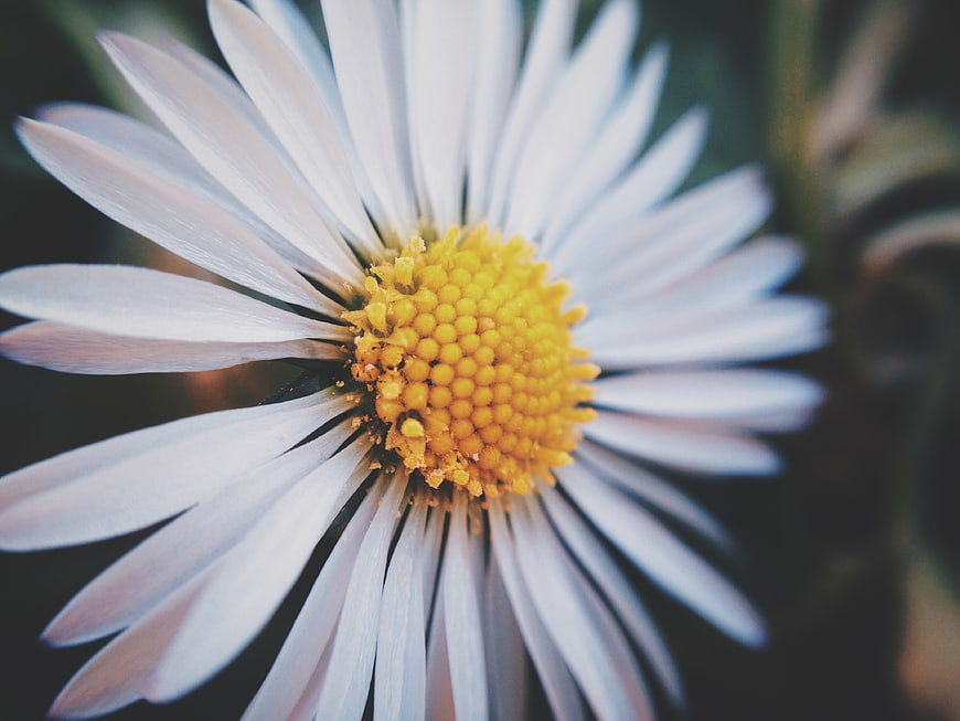 Close-up of a white daisy with yellow center