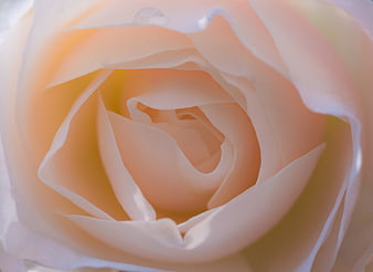 Close-up of a delicate peach rose with soft petals