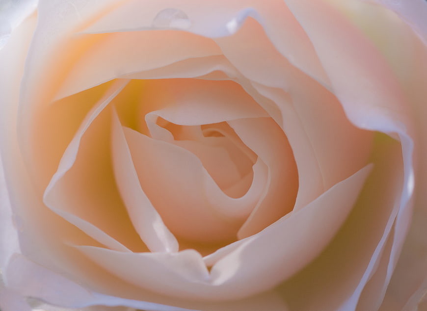 Close-up of a delicate peach rose with soft petals