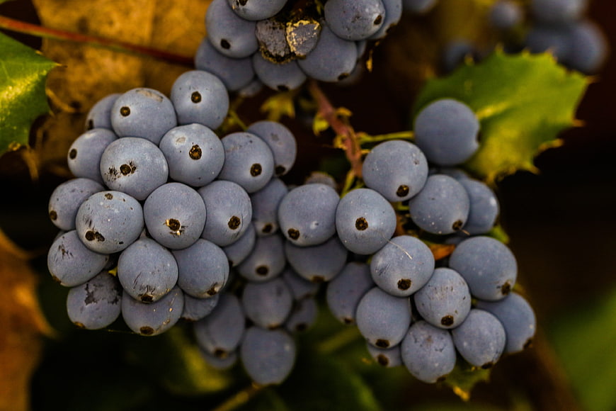 Close-up of blue huckleberries on a vine with autumn leaves