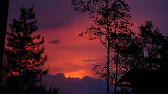 Dramatic red and purple sunset sky with tree silhouettes