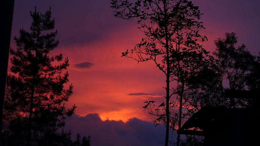 Dramatic red and purple sunset sky with tree silhouettes
