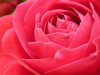Close-up of a vibrant pink rose blossom with detailed petals