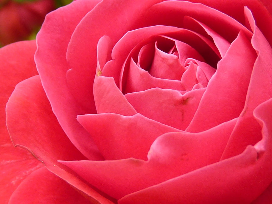 Close-up of a vibrant pink rose blossom with detailed petals