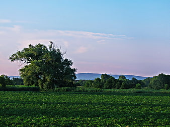 Serene Green Meadow with Large Tree at Dusk