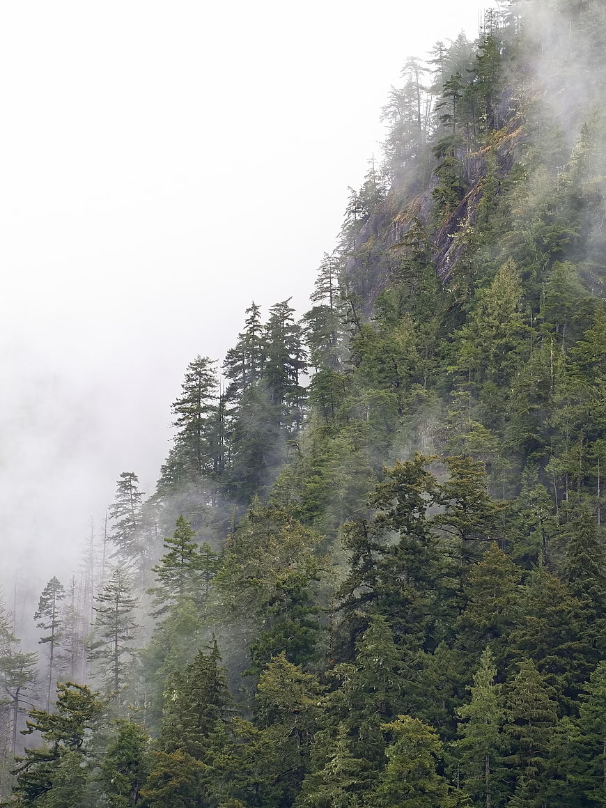 Misty mountain slope with dense evergreen forest and fog