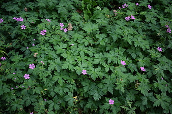 Top View of Pink Geranium Flowers in Green Garden