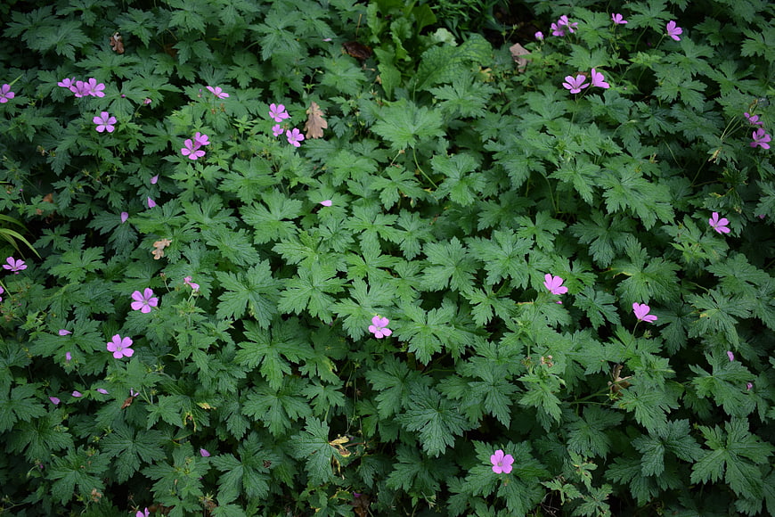 Top View of Pink Geranium Flowers in Green Garden