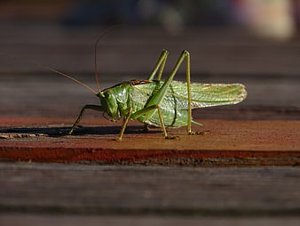 Close-up of a green katydid on a wooden surface