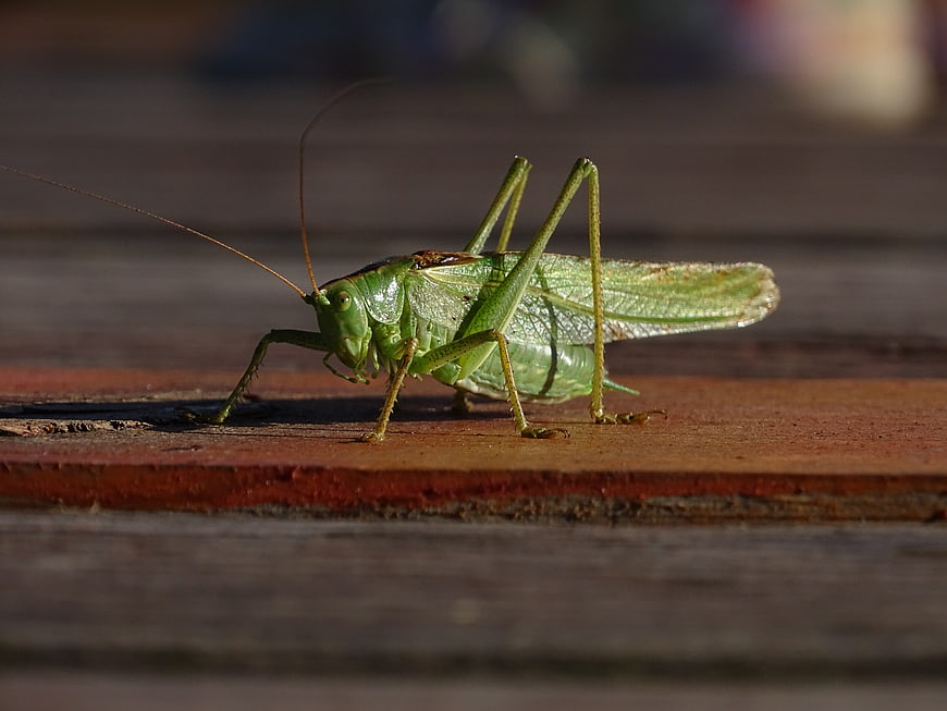 Close-up of a green katydid on a wooden surface