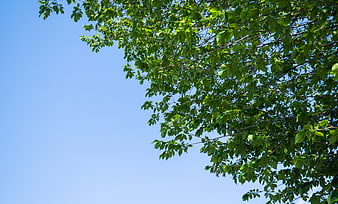 Green Tree Branches Against Blue Sky with Copy Space